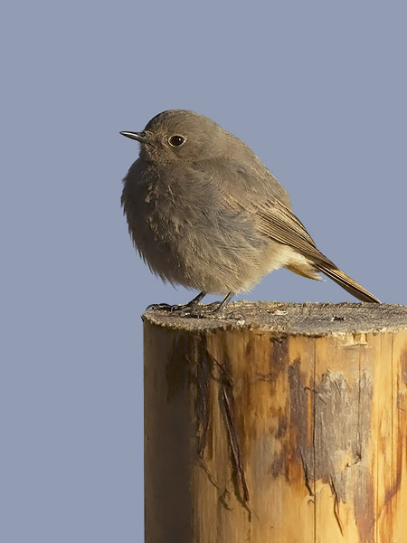 Mustaleppälintu, Black Redstart, Phoenicurus ochruros